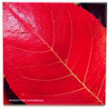 tile396 amelanchier leaf 0794